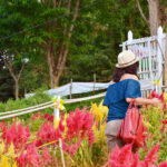 sirao flower farm