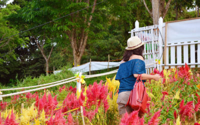 Weekend Project: Sirao Flower Farm