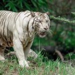 cebu safari and adventure - redmaleta